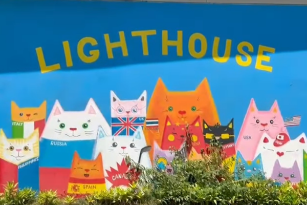 Lighthouse wall of cats with countries