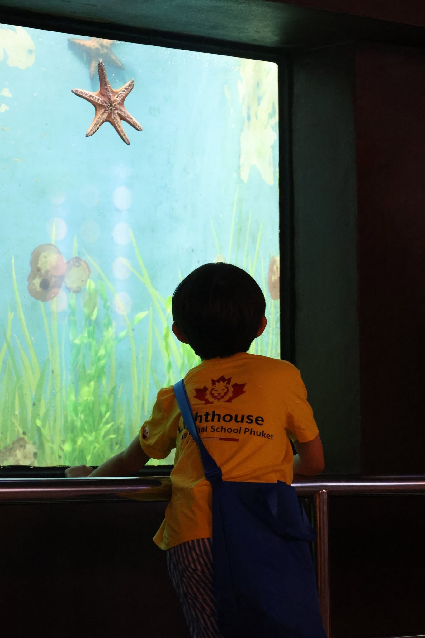 Boy watching a six legged starfish