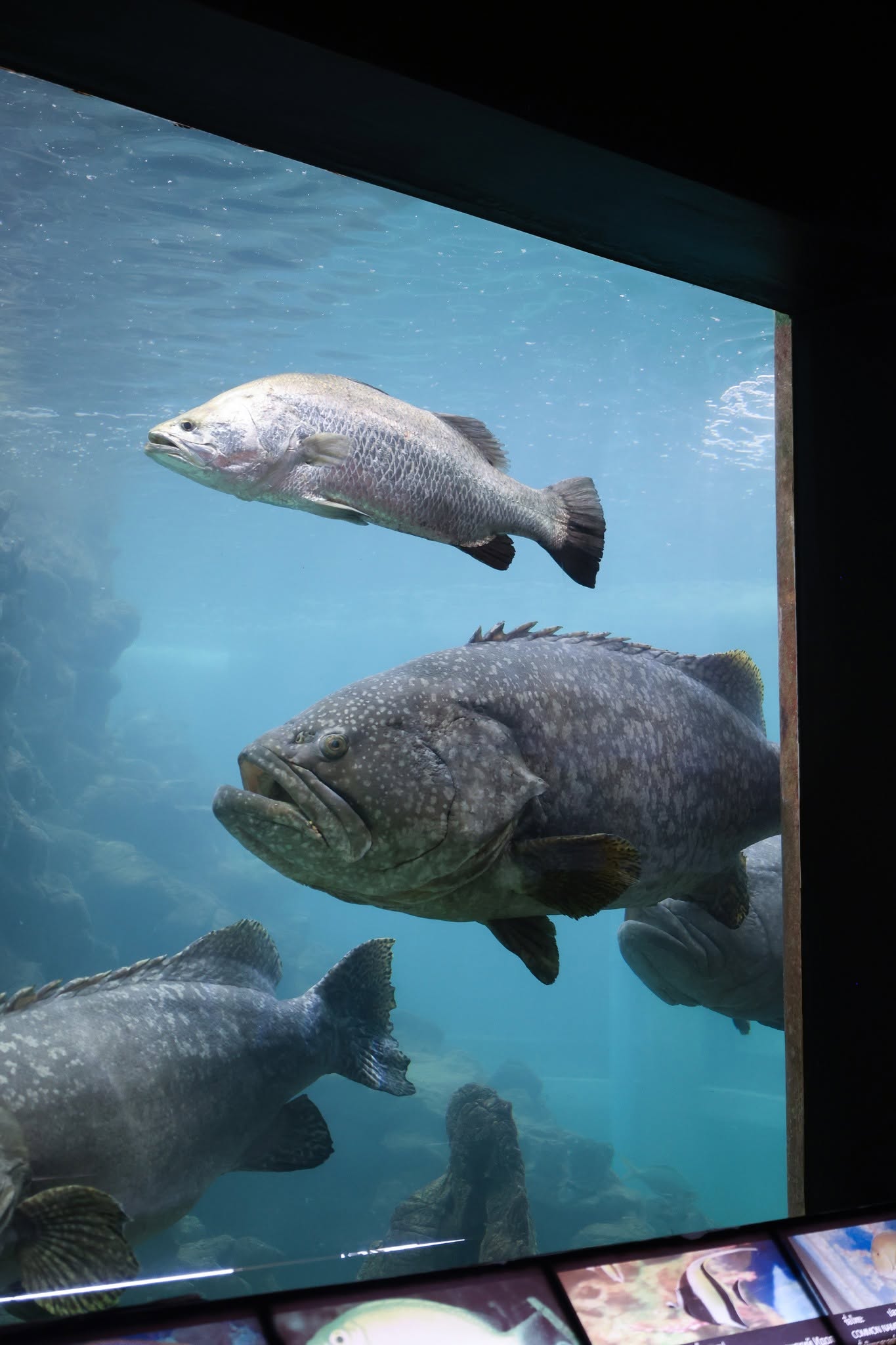 Fish tanks at Panwa Aquarium