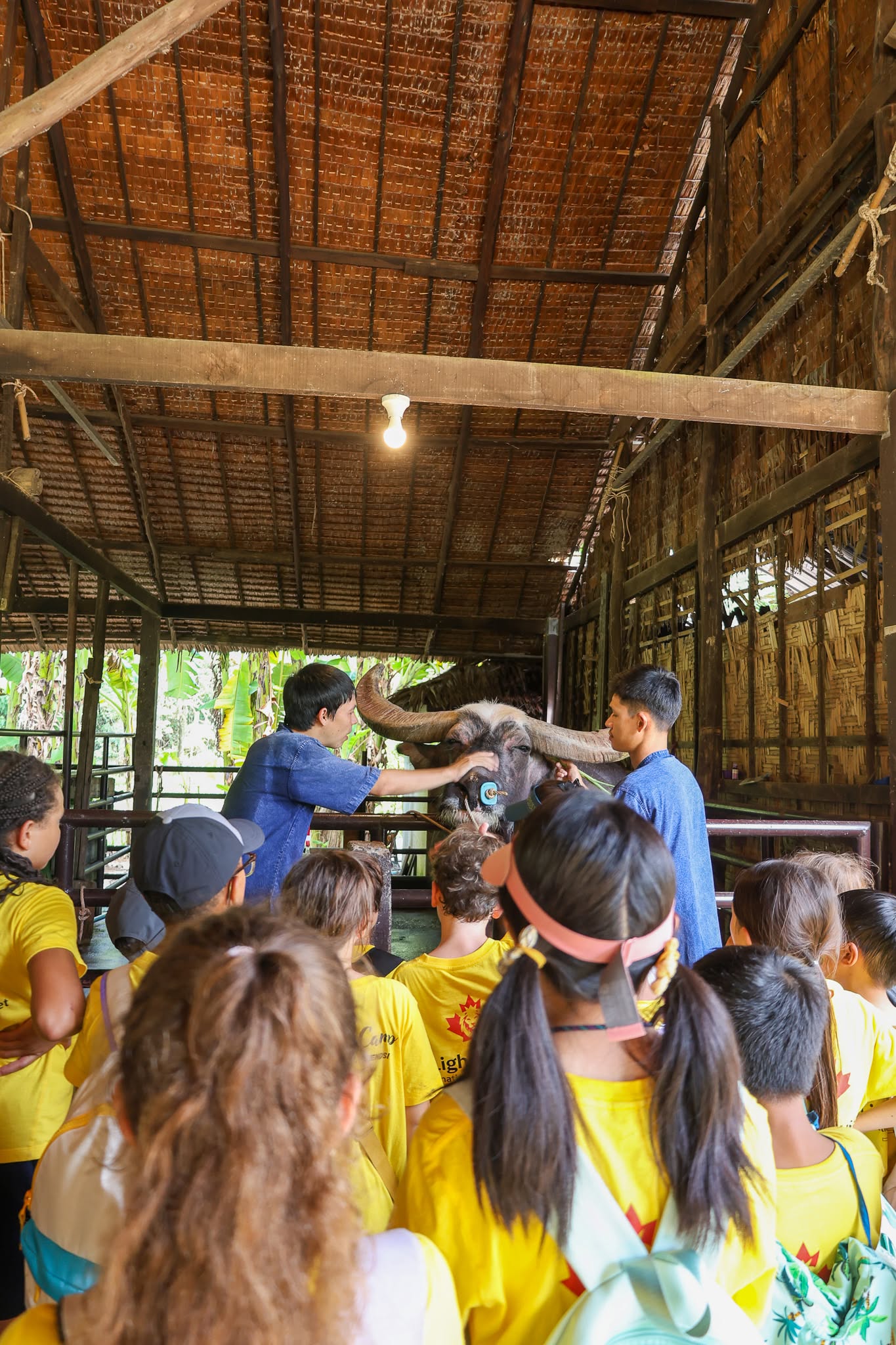 Farmer teaching Lighthouse Phuket students to about carabaos